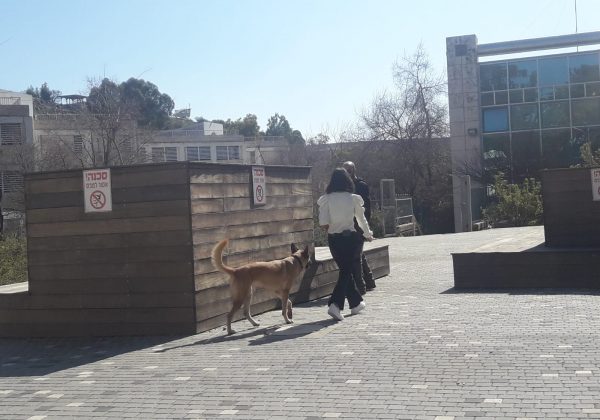 כלבנות בביה”ס